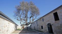 El abeto del pazo de Quint�ns, en Noalla