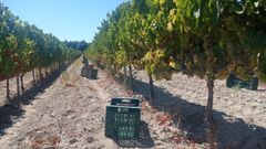 La bodega Castro de Lobarzan abri&oacute; la vendimia en Monterrei