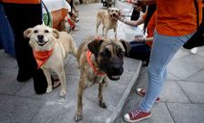 La asociaci�n promueve actividades para afrontar los gastos de mantenimiento de animales.