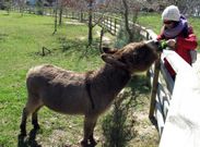 Los burros son tambi�n un atractivo tur�stico y muchos no dudan en darle de comer hierba. 