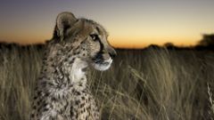 Imagen de un guepardo.