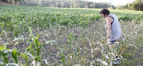 Vista de una de las fincas en la que los qu�micos quemaron las plantas ya brotadas. 