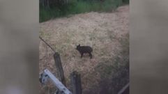 El jabal� que acude diariamente a la calle Marcelo Mac�as de Ourense