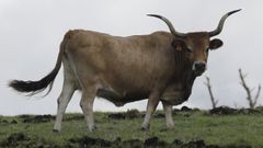 Las asociacionesde criadores podrn utilizar las ayudas para financiar ms actividades