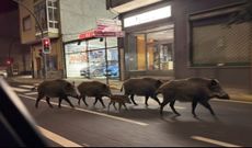 Un grupo de jabalespaseando por el centro de Monforte