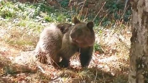 Medio Rural libera a la osezna Alba en un h�bitat adecuado para su desarrollo tras completar su periodo de aclimataci�n