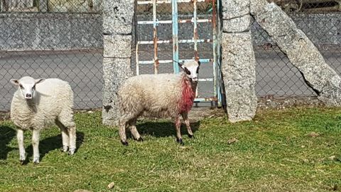 Imagen de una oveja supuestamente atacada por el lobo
