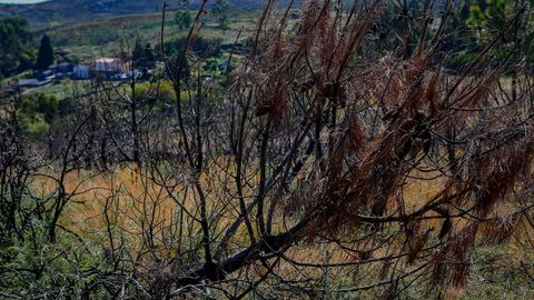 As est el monte de Barbanza un ao despus del gran incendio