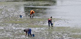 Furtivos en la ensenada de A Malata, en el interior de la r�a de Ferrol, una de las m�s azotadas por los ilegales, junto a la de O Burgo.