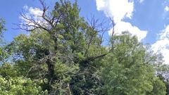 Castaos en una zona rural de Cangas de Narcea, unos de los municipios incluidos en el proyecto.