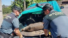 La Guardia Civil rescata a un jabal� atrapado con lazo en Soutomaior
