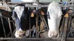 Vacas lecheras en foto de archivo