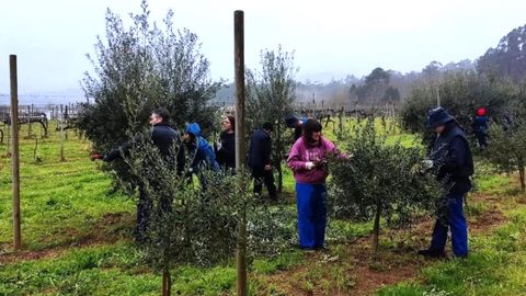 Alumnado, poda olivo