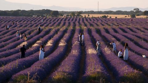 Cada mes de junio, la floracin de la lavanda atrae a numerosos visitantes.