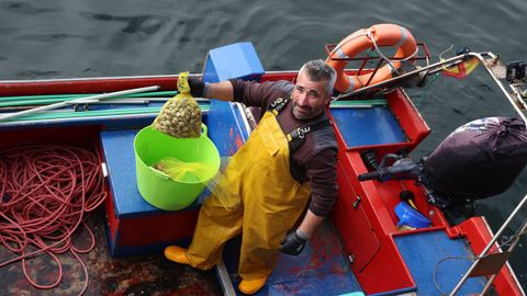Un  mariscador muestra sus capturas de almeja en el &uacute;ltimo d&iacute;a de trabajo en las concesiones de Ribeira
