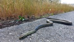 Un ejemplar de culebra bastarda, de en torno a 1,70 de longitud, fotografiado esta semana en A Pobra do Brolln. La mancha oscura en el dorso indica que se trata de un macho. En esta poca del ao, estos reptiles suelen acercarse a las carreteras en busca del calor del asfalto.