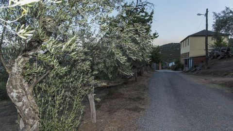 Ruta de Peites. Olivos en la entrada del pueblo