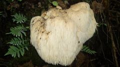 Melena de le�n (Hericium erinaceus) ecol�gica cultivada en madera