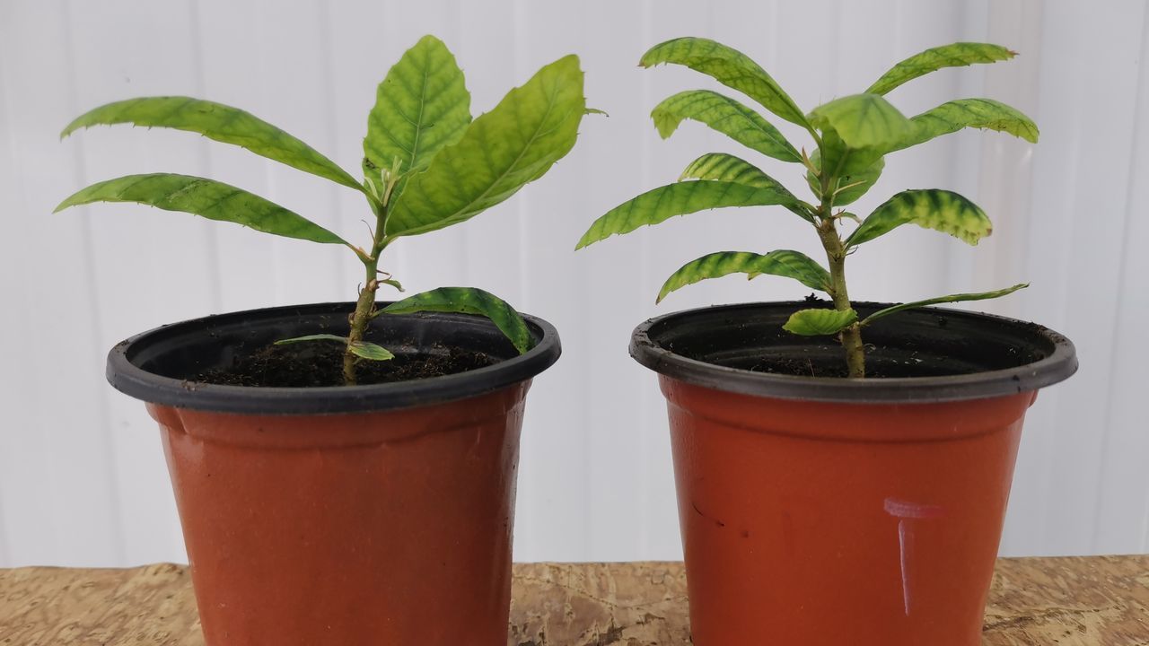 El CISC logra por primera vez en la historia editar genéticamente un árbol forestal para volverlo resistente a enfermedades