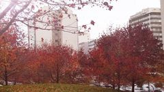 Las tonalidades del parque de Vio�o