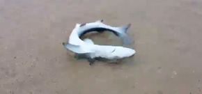 En la imagen, un ejemplar de cr�a de quenlla en la playa de Traba, en Laxe. 