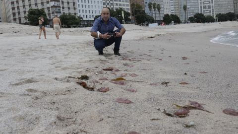 Medusas en las playas de Orzán-Riazor