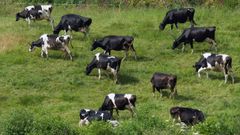 Vacas frisonas pastando en el municipio de Carballedo