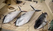 La imagen muestra tres de las ballenas que caz� uno de los barcos de la flota japonesa.