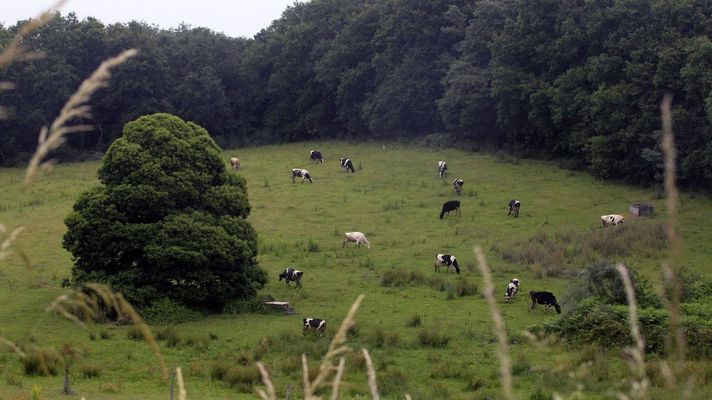 Imagen de archivo de vacas pastando en la provincia de Lugo