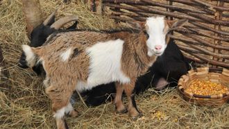 Unas cabras enanas en la feria de La Ascensi�n