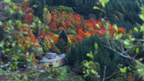 marronda.FRAGA DA MARRONDA: Este es un ejemplo excepcional de bosque autctono gallego, con sus rboles caducifolios, en otoo es todo un espectculo. Est en Baleira (Lugo)