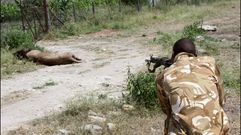 Disparan a un le�n hasta que muere despu�s de que atacara a un hombre en Kenia