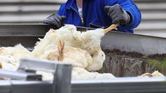 Imagen de una granja de patos en la que hubo un brote de gripe aviar en Alemania