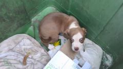 El cachorro fue abandonado en un contenedor al lado de la antigua discoteca Tonos de Boiro