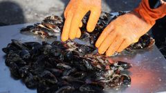 Mejillones destinados al mercado del consumo en fresco, reci�n descargados en un puerto gallego.