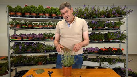 José Horjales, del vivero A Casa da Planta, en Riboira, San Sadurniño