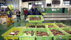 Campa�a del bou de vara en Rianxo