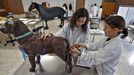 El alumnado de Veterinaria hace prcticas que lo acerca al trabajo que encontrar cuando acabe la carrera.