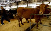 El recinto recibi� en el primer semestre 22.795 reses.