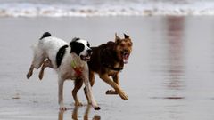 Varios perros corren por la playa de San Lorenzo de Gij�n