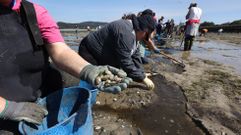 Mariscadoras recogiendo almeja para su traslado a zonas donde el impacto de las lluvias de invierno fue mayor en Os Praceres