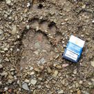 Huella de oso del 2010, en el l�mite de O Courel y O Cebreiro. 