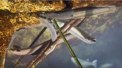 O ciclo biol�xico da angu�a faina moi vulnerable