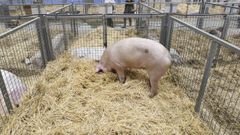 Durante este a�o se estudiar� la posibilidad de incluir en el seguro enfermedades como la peste�porcina