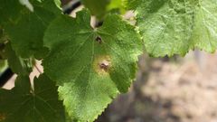 Manchas de mildiu en una hoja del vi�edo de O Saln�s