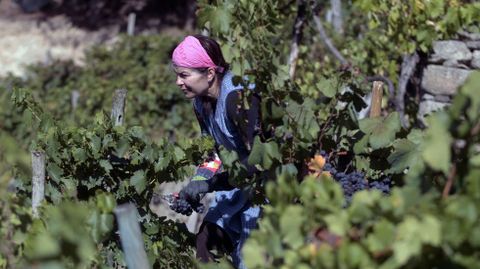 La vendimia en la Ribeira Sacra acaba de pasar su segundo fin de semana desde que el da 15 se abri oficialmente la recogida