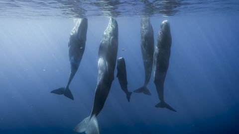 Muchas de las im�genes�va acompa�adas de un texto sobre la especie