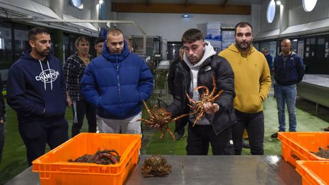 Inicio de la campaa de la centolla en la lonja de Bueu