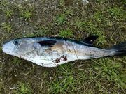 El pez globo pescado por un coru��s en aguas de Oza. 