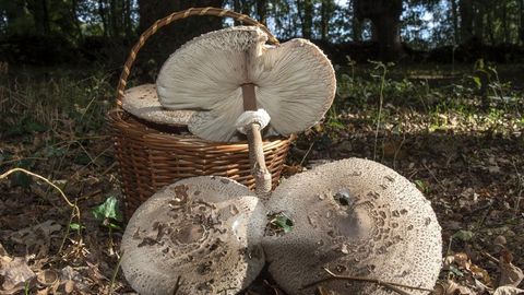 El programa comprende una excursi�n micol�gica en Pant�n. En la imagen, ejemplares de  Macrolepiota procera , una popular especie comestible